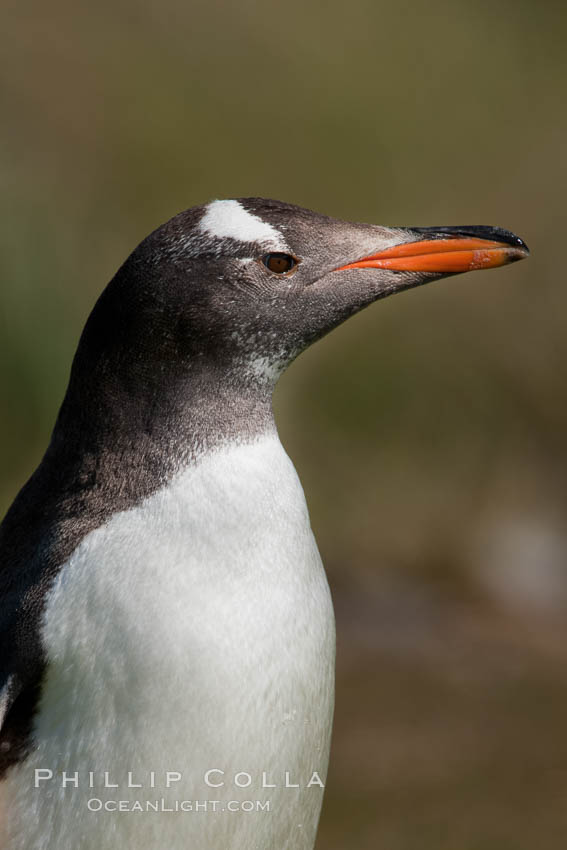 Gentoo penguin, portrait showing the distinctive orange bill and bonnet-shaped striped across its head. Carcass Island, d 0.814816 0.348478, Falkland Islands, United Kingdom, Pygoscelis papua, natural history stock photograph, photo id 24003