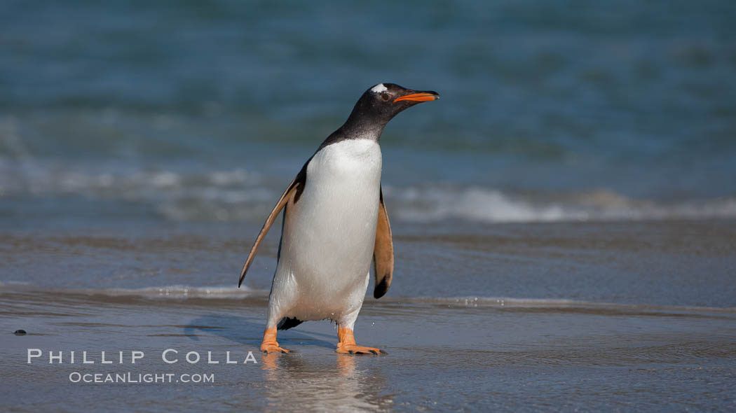 Gentoo penguin coming ashore, after foraging at sea, walking through ocean water as it wades onto a sand beach.  Adult gentoo penguins grow to be 30" and 19lb in size.  They feed on fish and crustaceans.  Gentoo penguins reside in colonies well inland from the ocean, often formed of a circular collection of stones gathered by the penguins. New Island, Falkland Islands, United Kingdom, Pygoscelis papua, natural history stock photograph, photo id 23882