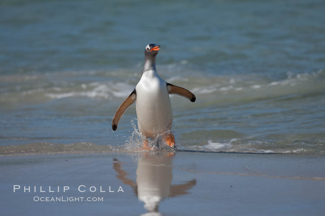 Gentoo penguin coming ashore, after foraging at sea, walking through ocean water as it wades onto a sand beach.  Adult gentoo penguins grow to be 30" and 19lb in size.  They feed on fish and crustaceans.  Gentoo penguins reside in colonies well inland from the ocean, often formed of a circular collection of stones gathered by the penguins. New Island, Falkland Islands, United Kingdom, Pygoscelis papua, natural history stock photograph, photo id 23886