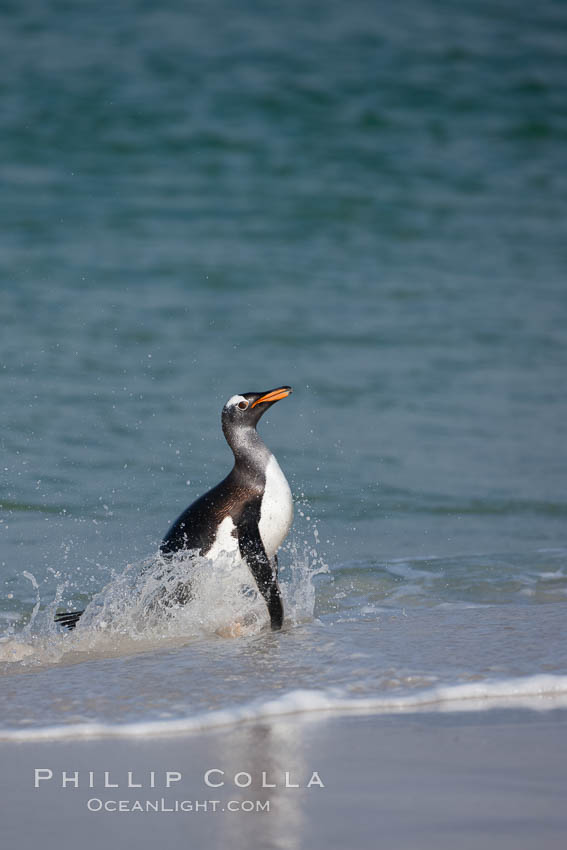 Gentoo penguin coming ashore, after foraging at sea, walking through ocean water as it wades onto a sand beach.  Adult gentoo penguins grow to be 30" and 19lb in size.  They feed on fish and crustaceans.  Gentoo penguins reside in colonies well inland from the ocean, often formed of a circular collection of stones gathered by the penguins. New Island, Falkland Islands, United Kingdom, Pygoscelis papua, natural history stock photograph, photo id 23890