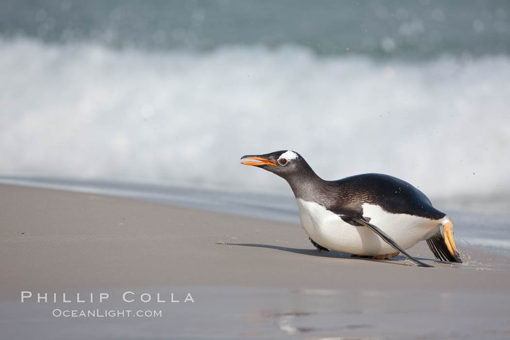 Gentoo penguin coming ashore, after foraging at sea, walking through ocean water as it wades onto a sand beach.  Adult gentoo penguins grow to be 30" and 19lb in size.  They feed on fish and crustaceans.  Gentoo penguins reside in colonies well inland from the ocean, often formed of a circular collection of stones gathered by the penguins. New Island, Falkland Islands, United Kingdom, Pygoscelis papua, natural history stock photograph, photo id 23898