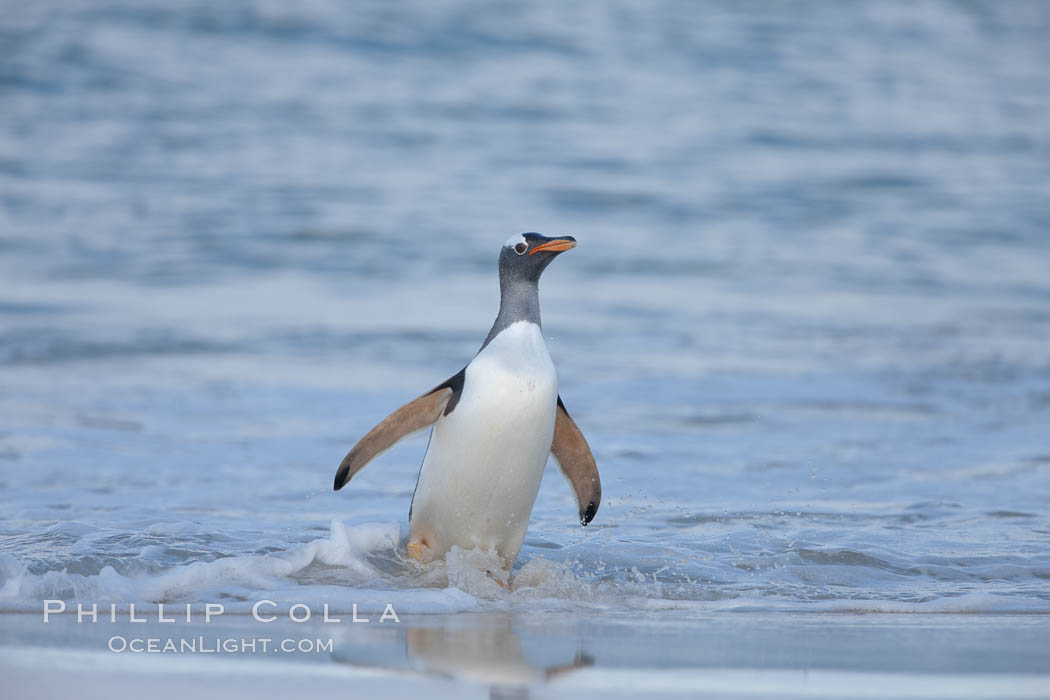 Gentoo penguin coming ashore, after foraging at sea, walking through ocean water as it wades onto a sand beach.  Adult gentoo penguins grow to be 30" and 19lb in size.  They feed on fish and crustaceans.  Gentoo penguins reside in colonies well inland from the ocean, often formed of a circular collection of stones gathered by the penguins. New Island, Falkland Islands, United Kingdom, Pygoscelis papua, natural history stock photograph, photo id 23922