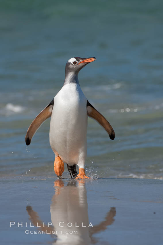 Gentoo penguin coming ashore, after foraging at sea, walking through ocean water as it wades onto a sand beach.  Adult gentoo penguins grow to be 30" and 19lb in size.  They feed on fish and crustaceans.  Gentoo penguins reside in colonies well inland from the ocean, often formed of a circular collection of stones gathered by the penguins. New Island, Falkland Islands, United Kingdom, Pygoscelis papua, natural history stock photograph, photo id 23884