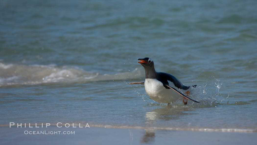 Gentoo penguin coming ashore, after foraging at sea, walking through ocean water as it wades onto a sand beach.  Adult gentoo penguins grow to be 30" and 19lb in size.  They feed on fish and crustaceans.  Gentoo penguins reside in colonies well inland from the ocean, often formed of a circular collection of stones gathered by the penguins. New Island, Falkland Islands, United Kingdom, Pygoscelis papua, natural history stock photograph, photo id 23888