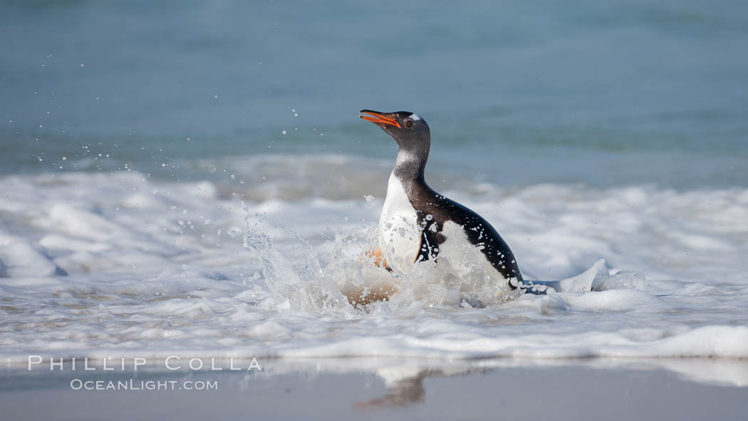 Gentoo penguin coming ashore, after foraging at sea, walking through ocean water as it wades onto a sand beach.  Adult gentoo penguins grow to be 30" and 19lb in size.  They feed on fish and crustaceans.  Gentoo penguins reside in colonies well inland from the ocean, often formed of a circular collection of stones gathered by the penguins. New Island, Falkland Islands, United Kingdom, Pygoscelis papua, natural history stock photograph, photo id 23892