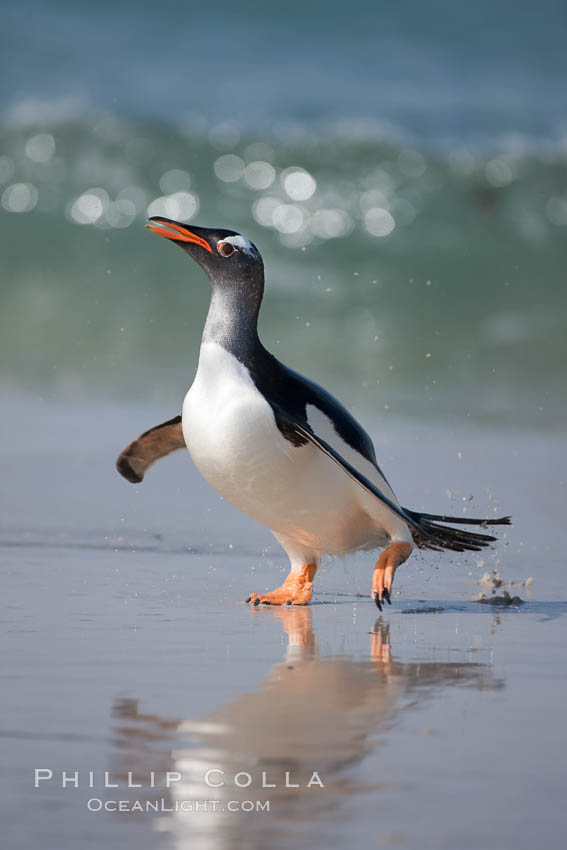 Gentoo penguin coming ashore, after foraging at sea, walking through ocean water as it wades onto a sand beach.  Adult gentoo penguins grow to be 30" and 19lb in size.  They feed on fish and crustaceans.  Gentoo penguins reside in colonies well inland from the ocean, often formed of a circular collection of stones gathered by the penguins. New Island, Falkland Islands, United Kingdom, Pygoscelis papua, natural history stock photograph, photo id 23896