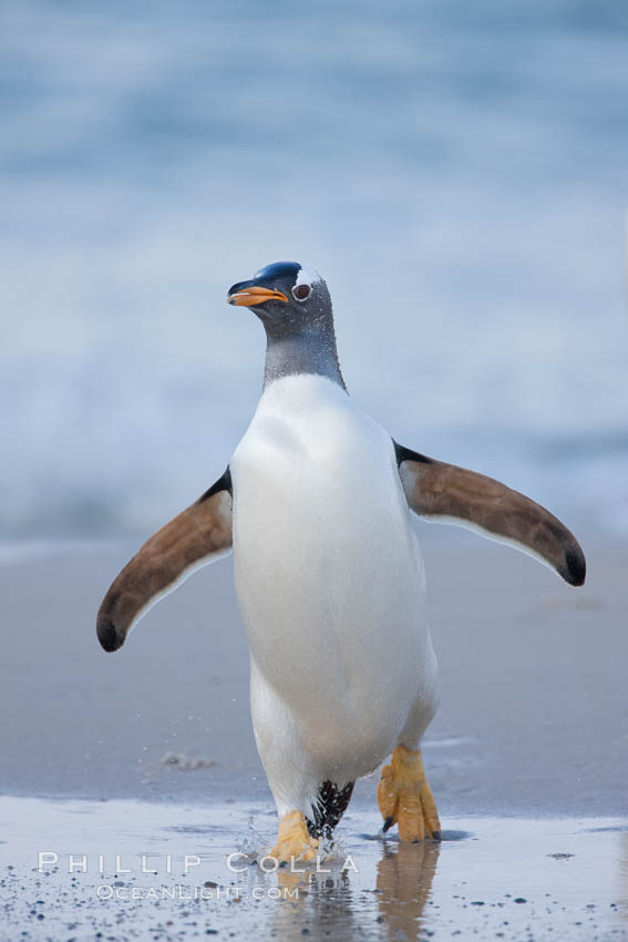 Gentoo penguin coming ashore, after foraging at sea, walking through ocean water as it wades onto a sand beach.  Adult gentoo penguins grow to be 30" and 19lb in size.  They feed on fish and crustaceans.  Gentoo penguins reside in colonies well inland from the ocean, often formed of a circular collection of stones gathered by the penguins. New Island, Falkland Islands, United Kingdom, Pygoscelis papua, natural history stock photograph, photo id 23879