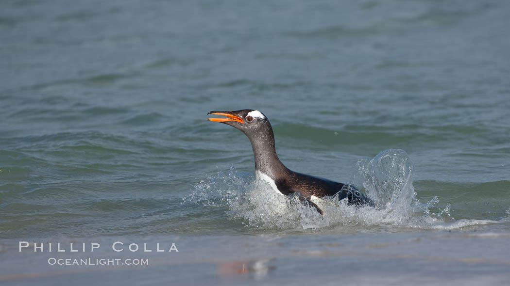 Gentoo penguin coming ashore, after foraging at sea, walking through ocean water as it wades onto a sand beach.  Adult gentoo penguins grow to be 30" and 19lb in size.  They feed on fish and crustaceans.  Gentoo penguins reside in colonies well inland from the ocean, often formed of a circular collection of stones gathered by the penguins. New Island, Falkland Islands, United Kingdom, Pygoscelis papua, natural history stock photograph, photo id 23883