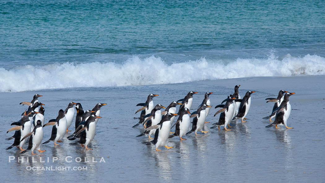 Gentoo penguin coming ashore, after foraging at sea, walking through ocean water as it wades onto a sand beach.  Adult gentoo penguins grow to be 30" and 19lb in size.  They feed on fish and crustaceans.  Gentoo penguins reside in colonies well inland from the ocean, often formed of a circular collection of stones gathered by the penguins., Pygoscelis papua, natural history stock photograph, photo id 23891