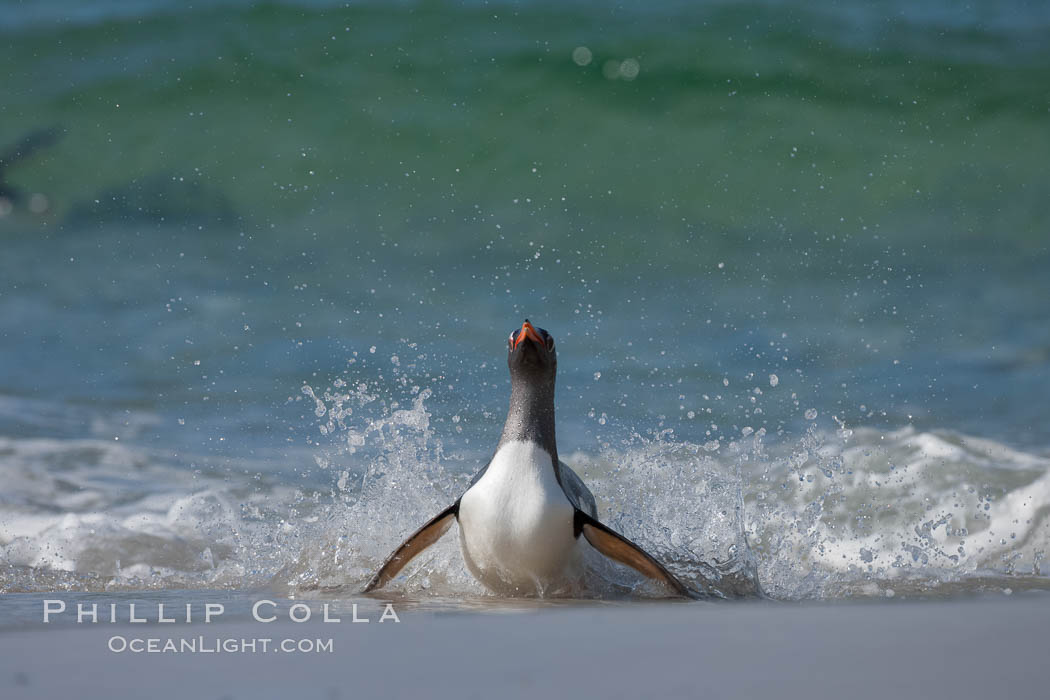 Gentoo penguin coming ashore, after foraging at sea, walking through ocean water as it wades onto a sand beach.  Adult gentoo penguins grow to be 30" and 19lb in size.  They feed on fish and crustaceans.  Gentoo penguins reside in colonies well inland from the ocean, often formed of a circular collection of stones gathered by the penguins. New Island, Falkland Islands, United Kingdom, Pygoscelis papua, natural history stock photograph, photo id 23895