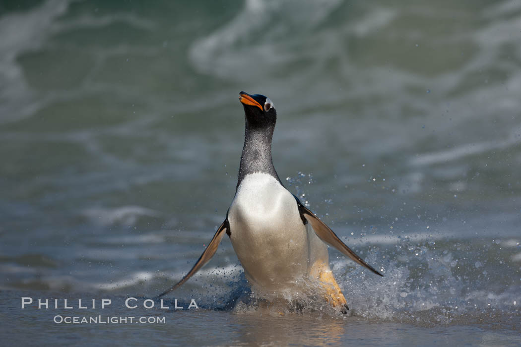 Gentoo penguin coming ashore, after foraging at sea, walking through ocean water as it wades onto a sand beach.  Adult gentoo penguins grow to be 30" and 19lb in size.  They feed on fish and crustaceans.  Gentoo penguins reside in colonies well inland from the ocean, often formed of a circular collection of stones gathered by the penguins. New Island, Falkland Islands, United Kingdom, Pygoscelis papua, natural history stock photograph, photo id 23881