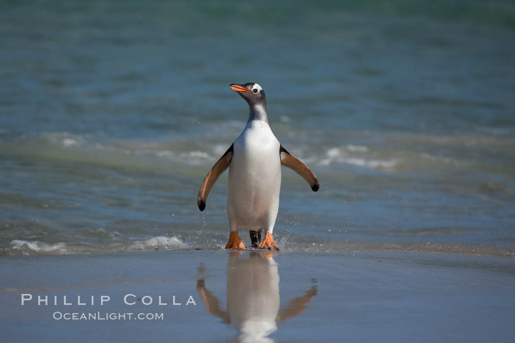 Gentoo penguin coming ashore, after foraging at sea, walking through ocean water as it wades onto a sand beach.  Adult gentoo penguins grow to be 30" and 19lb in size.  They feed on fish and crustaceans.  Gentoo penguins reside in colonies well inland from the ocean, often formed of a circular collection of stones gathered by the penguins. New Island, Falkland Islands, United Kingdom, Pygoscelis papua, natural history stock photograph, photo id 23885