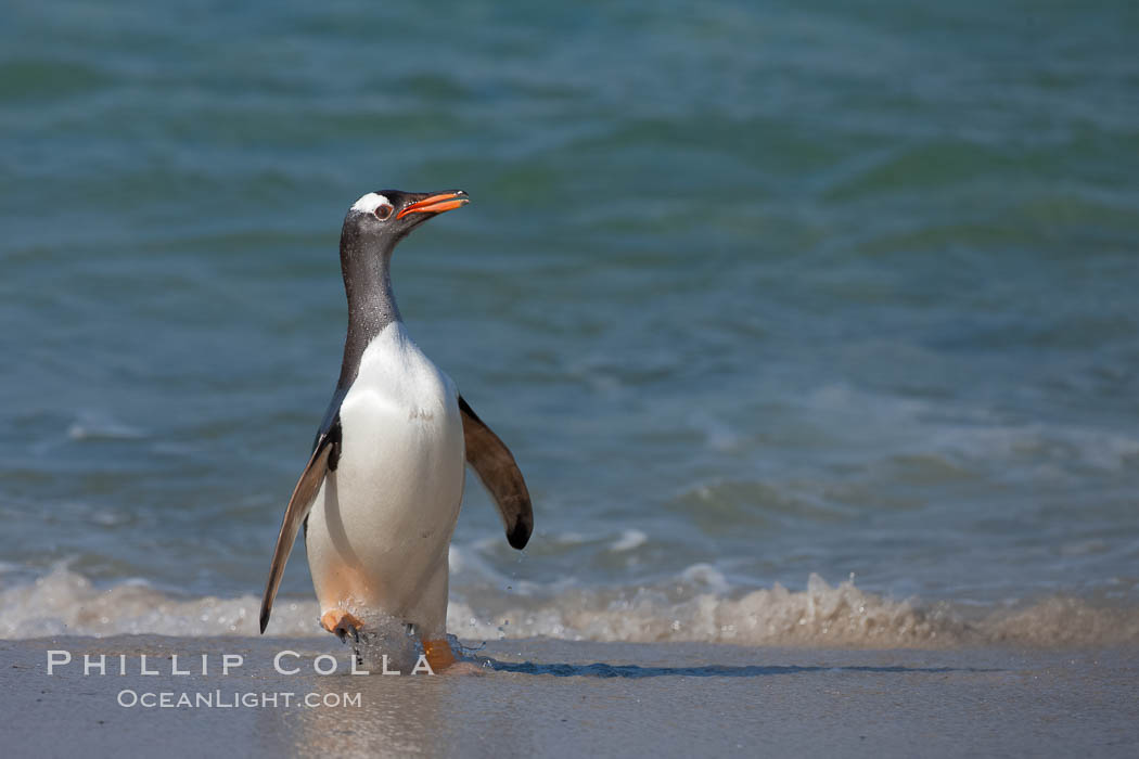 Gentoo penguin coming ashore, after foraging at sea, walking through ocean water as it wades onto a sand beach.  Adult gentoo penguins grow to be 30" and 19lb in size.  They feed on fish and crustaceans.  Gentoo penguins reside in colonies well inland from the ocean, often formed of a circular collection of stones gathered by the penguins. New Island, Falkland Islands, United Kingdom, Pygoscelis papua, natural history stock photograph, photo id 23893