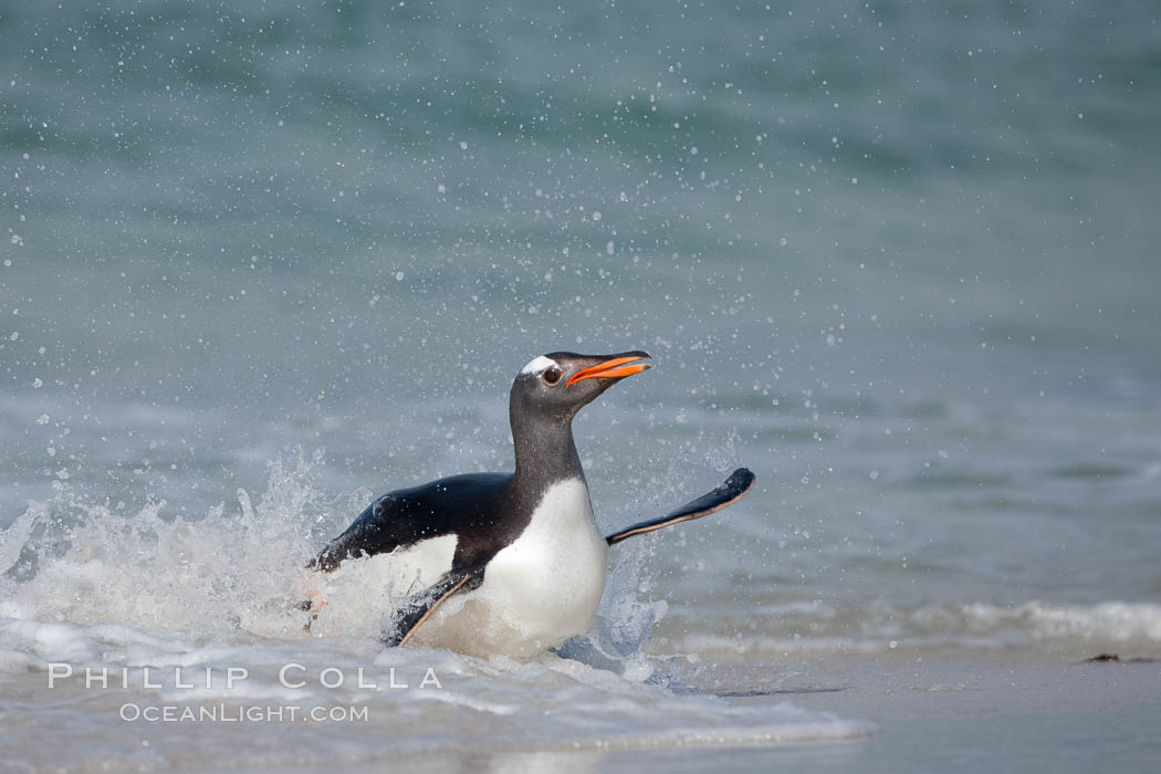 Gentoo penguin coming ashore, after foraging at sea, walking through ocean water as it wades onto a sand beach.  Adult gentoo penguins grow to be 30" and 19lb in size.  They feed on fish and crustaceans.  Gentoo penguins reside in colonies well inland from the ocean, often formed of a circular collection of stones gathered by the penguins. New Island, Falkland Islands, United Kingdom, Pygoscelis papua, natural history stock photograph, photo id 23897