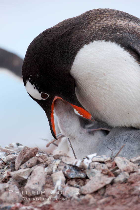 Gentoo penguin feeding its chick, the regurgitated food likely consisting of crustaceans and krill. Cuverville Island, Antarctic Peninsula, Antarctica, Pygoscelis papua, natural history stock photograph, photo id 25539