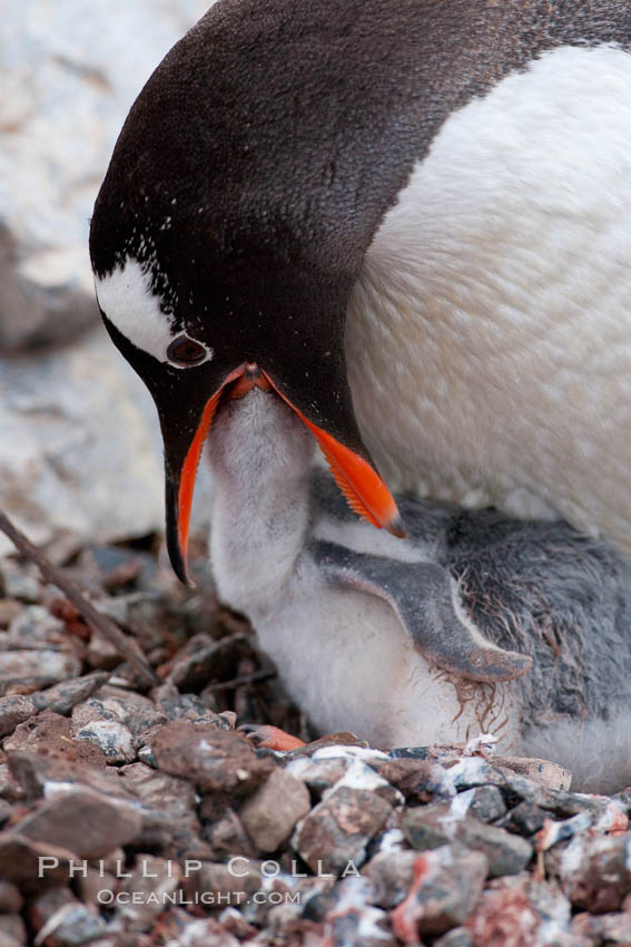 Gentoo penguin feeding its chick, the regurgitated food likely consisting of crustaceans and krill. Cuverville Island, Antarctic Peninsula, Antarctica, Pygoscelis papua, natural history stock photograph, photo id 25541