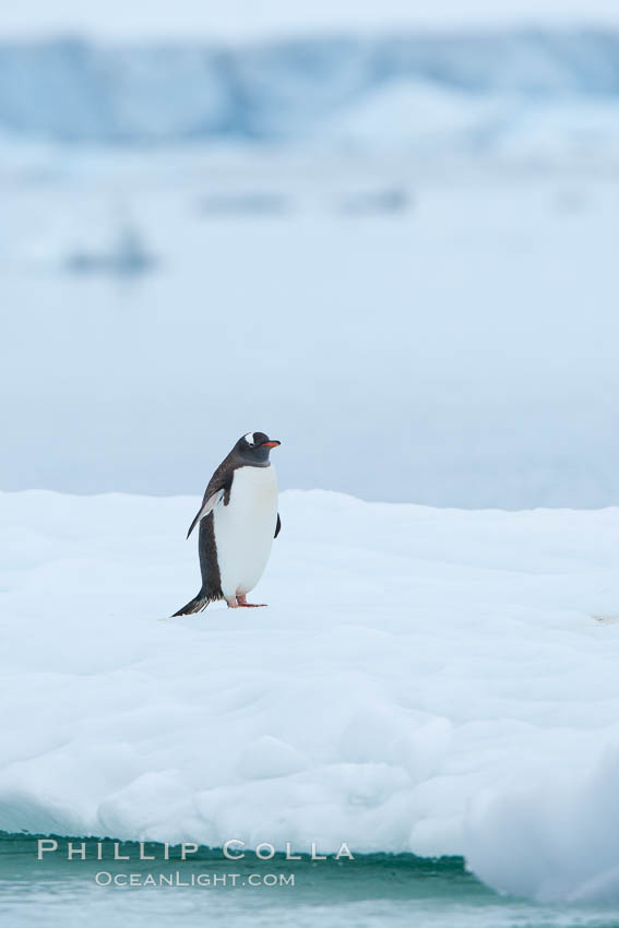 Gentoo penguin on pack ice. Neko Harbor, Antarctic Peninsula, Antarctica, Pygoscelis papua, natural history stock photograph, photo id 25730