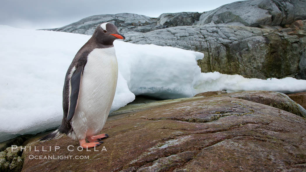 Gentoo penguin on Peterman Island, Antarctica. Antarctic Peninsula, Pygoscelis papua, natural history stock photograph, photo id 25607