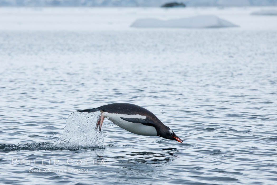Gentoo penguin porpoising, leaping out of the water, Neko Harbor. Antarctic Peninsula, Antarctica, Pygoscelis papua, natural history stock photograph, photo id 25749