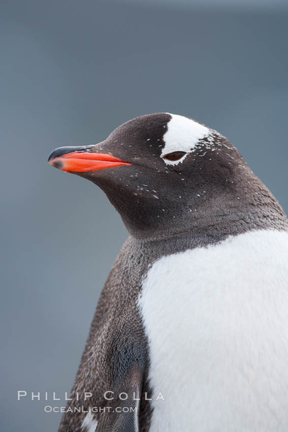 Gentoo penguin portrait. Cuverville Island, Antarctic Peninsula, Antarctica, Pygoscelis papua, natural history stock photograph, photo id 25543
