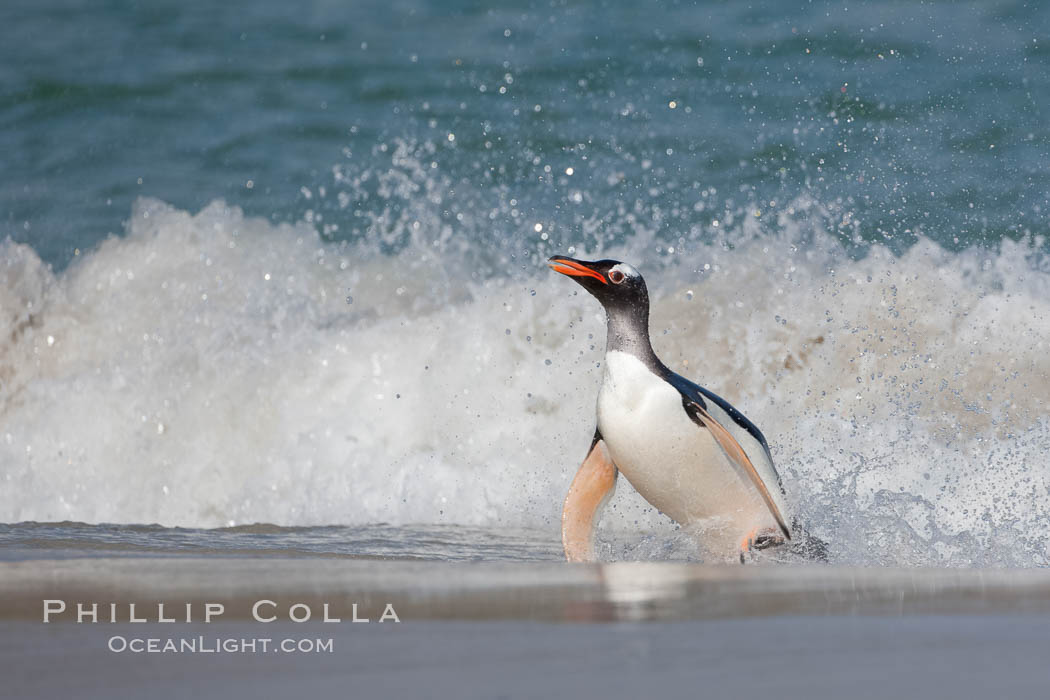 Gentoo penguin coming ashore, after foraging at sea, walking through ocean water as it wades onto a sand beach.  Adult gentoo penguins grow to be 30" and 19lb in size.  They feed on fish and crustaceans.  Gentoo penguins reside in colonies well inland from the ocean, often formed of a circular collection of stones gathered by the penguins., Pygoscelis papua, natural history stock photograph, photo id 23842