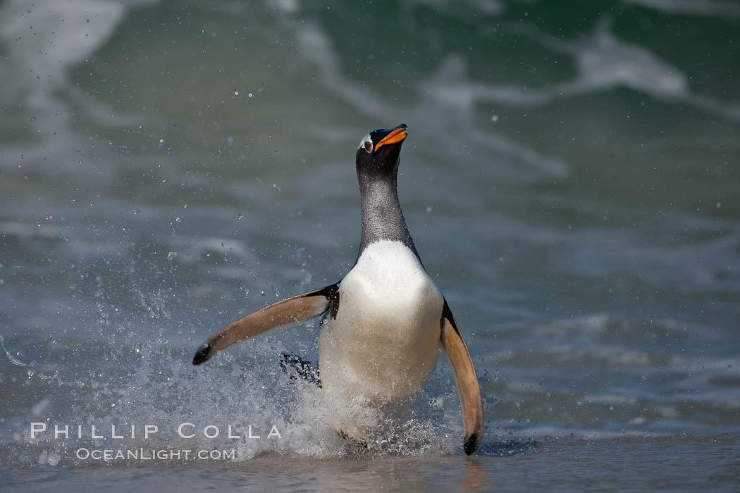 Gentoo penguin coming ashore, after foraging at sea, walking through ocean water as it wades onto a sand beach.  Adult gentoo penguins grow to be 30" and 19lb in size.  They feed on fish and crustaceans.  Gentoo penguins reside in colonies well inland from the ocean, often formed of a circular collection of stones gathered by the penguins. New Island, Falkland Islands, United Kingdom, Pygoscelis papua, natural history stock photograph, photo id 23846