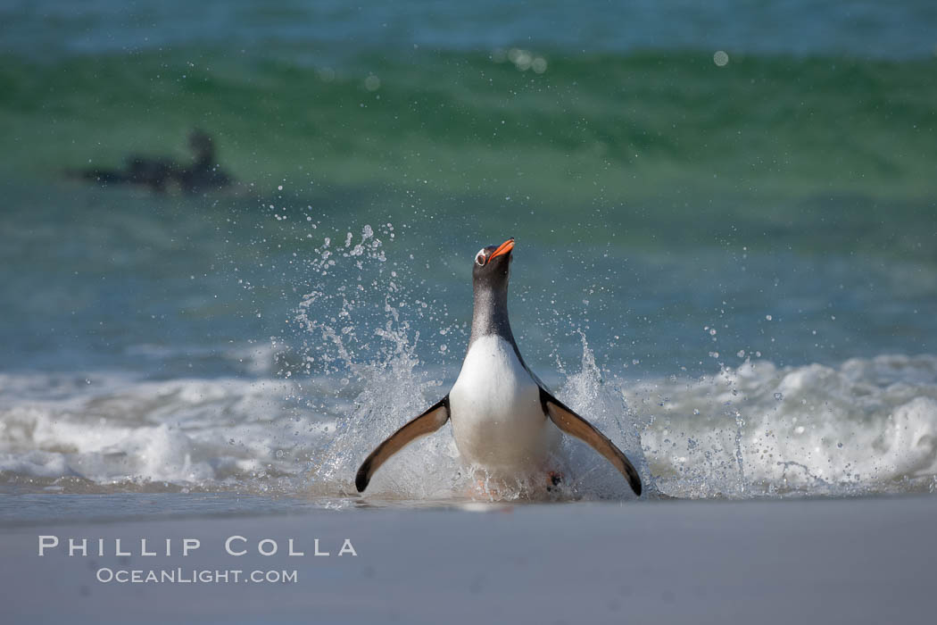 Gentoo penguin coming ashore, after foraging at sea, walking through ocean water as it wades onto a sand beach.  Adult gentoo penguins grow to be 30" and 19lb in size.  They feed on fish and crustaceans.  Gentoo penguins reside in colonies well inland from the ocean, often formed of a circular collection of stones gathered by the penguins. New Island, Falkland Islands, United Kingdom, Pygoscelis papua, natural history stock photograph, photo id 23850