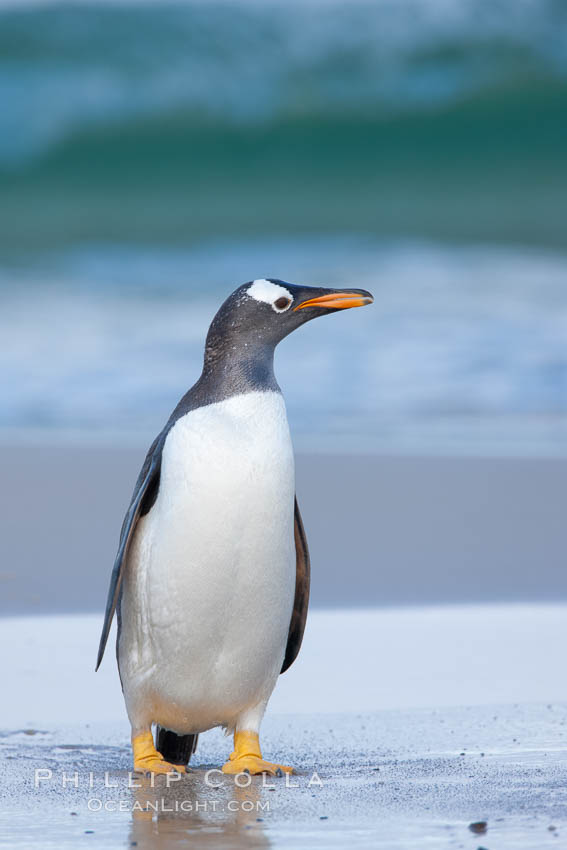 Gentoo penguin coming ashore, after foraging at sea, walking through ocean water as it wades onto a sand beach.  Adult gentoo penguins grow to be 30" and 19lb in size.  They feed on fish and crustaceans.  Gentoo penguins reside in colonies well inland from the ocean, often formed of a circular collection of stones gathered by the penguins. New Island, Falkland Islands, United Kingdom, Pygoscelis papua, natural history stock photograph, photo id 23854