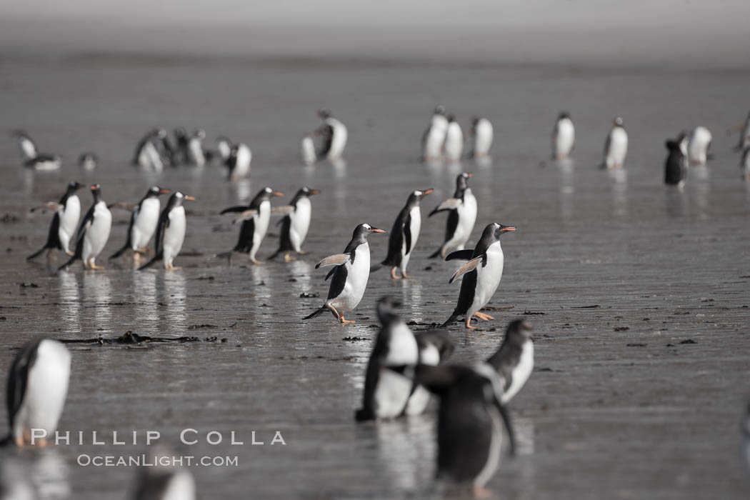 Gentoo penguin coming ashore, after foraging at sea, walking through ocean water as it wades onto a sand beach.  Adult gentoo penguins grow to be 30" and 19lb in size.  They feed on fish and crustaceans.  Gentoo penguins reside in colonies well inland from the ocean, often formed of a circular collection of stones gathered by the penguins. New Island, Falkland Islands, United Kingdom, Pygoscelis papua, natural history stock photograph, photo id 23858
