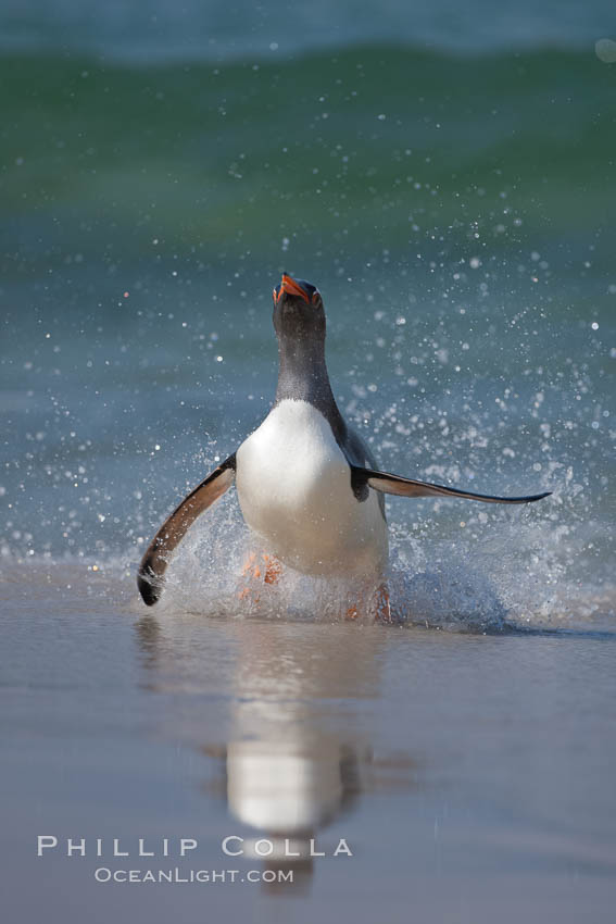 Gentoo penguin coming ashore, after foraging at sea, walking through ocean water as it wades onto a sand beach.  Adult gentoo penguins grow to be 30" and 19lb in size.  They feed on fish and crustaceans.  Gentoo penguins reside in colonies well inland from the ocean, often formed of a circular collection of stones gathered by the penguins. New Island, Falkland Islands, United Kingdom, Pygoscelis papua, natural history stock photograph, photo id 23862