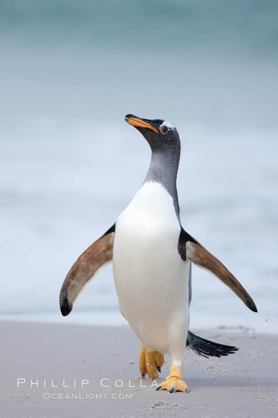 Gentoo penguin coming ashore, after foraging at sea, walking through ocean water as it wades onto a sand beach.  Adult gentoo penguins grow to be 30" and 19lb in size.  They feed on fish and crustaceans.  Gentoo penguins reside in colonies well inland from the ocean, often formed of a circular collection of stones gathered by the penguins. New Island, Falkland Islands, United Kingdom, Pygoscelis papua, natural history stock photograph, photo id 23848