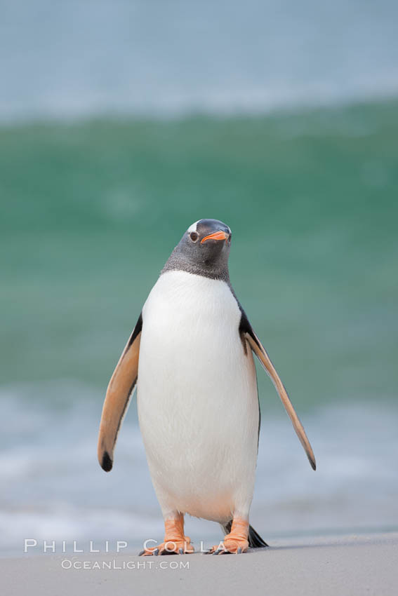 Gentoo penguin coming ashore, after foraging at sea, walking through ocean water as it wades onto a sand beach.  Adult gentoo penguins grow to be 30" and 19lb in size.  They feed on fish and crustaceans.  Gentoo penguins reside in colonies well inland from the ocean, often formed of a circular collection of stones gathered by the penguins. New Island, Falkland Islands, United Kingdom, Pygoscelis papua, natural history stock photograph, photo id 23852