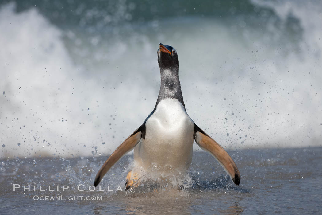 Gentoo penguin coming ashore, after foraging at sea, walking through ocean water as it wades onto a sand beach.  Adult gentoo penguins grow to be 30" and 19lb in size.  They feed on fish and crustaceans.  Gentoo penguins reside in colonies well inland from the ocean, often formed of a circular collection of stones gathered by the penguins. New Island, Falkland Islands, United Kingdom, Pygoscelis papua, natural history stock photograph, photo id 23856