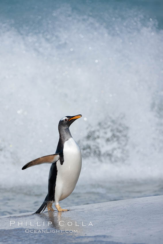 Gentoo penguin coming ashore, after foraging at sea, walking through ocean water as it wades onto a sand beach.  Adult gentoo penguins grow to be 30" and 19lb in size.  They feed on fish and crustaceans.  Gentoo penguins reside in colonies well inland from the ocean, often formed of a circular collection of stones gathered by the penguins. New Island, Falkland Islands, United Kingdom, Pygoscelis papua, natural history stock photograph, photo id 23860