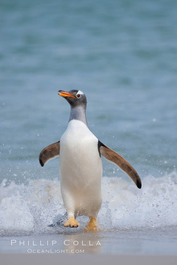 Gentoo penguin coming ashore, after foraging at sea, walking through ocean water as it wades onto a sand beach.  Adult gentoo penguins grow to be 30" and 19lb in size.  They feed on fish and crustaceans.  Gentoo penguins reside in colonies well inland from the ocean, often formed of a circular collection of stones gathered by the penguins. New Island, Falkland Islands, United Kingdom, Pygoscelis papua, natural history stock photograph, photo id 23847