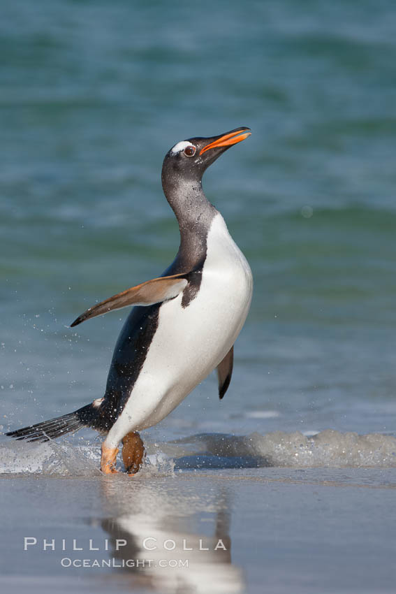 Gentoo penguin coming ashore, after foraging at sea, walking through ocean water as it wades onto a sand beach.  Adult gentoo penguins grow to be 30" and 19lb in size.  They feed on fish and crustaceans.  Gentoo penguins reside in colonies well inland from the ocean, often formed of a circular collection of stones gathered by the penguins. New Island, Falkland Islands, United Kingdom, Pygoscelis papua, natural history stock photograph, photo id 23851