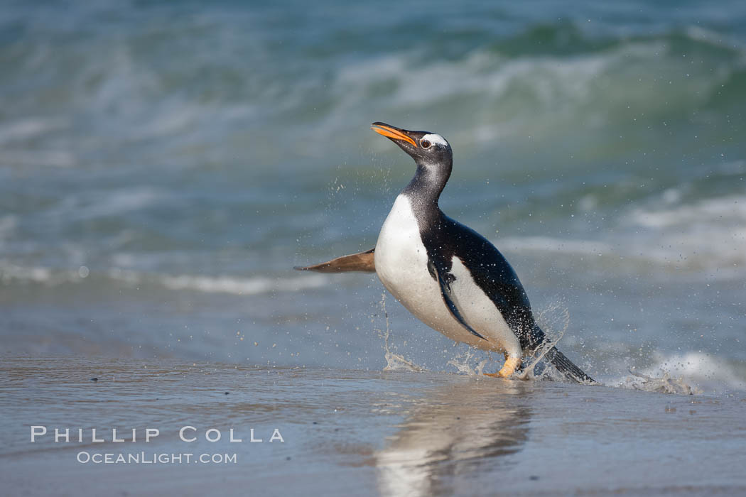 Gentoo penguin coming ashore, after foraging at sea, walking through ocean water as it wades onto a sand beach.  Adult gentoo penguins grow to be 30" and 19lb in size.  They feed on fish and crustaceans.  Gentoo penguins reside in colonies well inland from the ocean, often formed of a circular collection of stones gathered by the penguins. New Island, Falkland Islands, United Kingdom, Pygoscelis papua, natural history stock photograph, photo id 23855