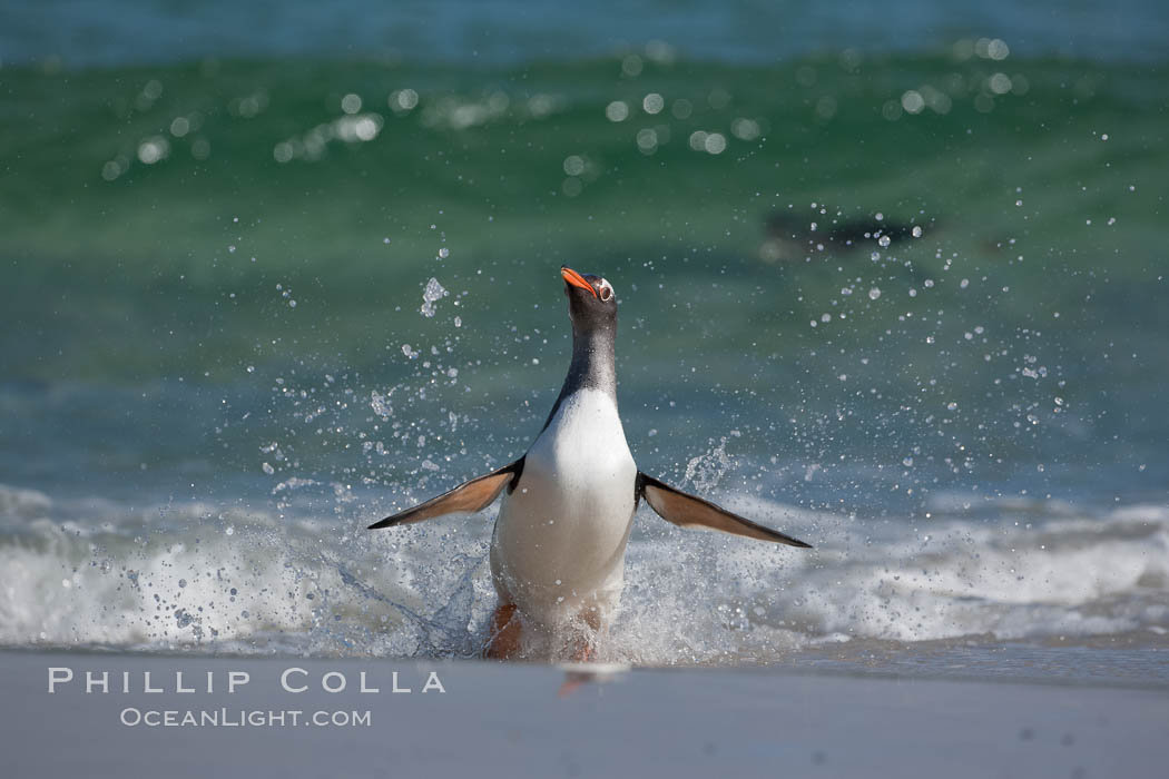 Gentoo penguin coming ashore, after foraging at sea, walking through ocean water as it wades onto a sand beach.  Adult gentoo penguins grow to be 30" and 19lb in size.  They feed on fish and crustaceans.  Gentoo penguins reside in colonies well inland from the ocean, often formed of a circular collection of stones gathered by the penguins. New Island, Falkland Islands, United Kingdom, Pygoscelis papua, natural history stock photograph, photo id 23845