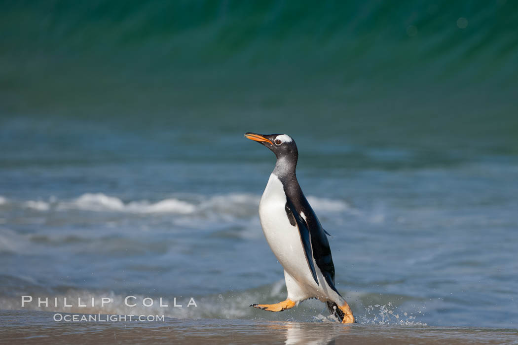 Gentoo penguin coming ashore, after foraging at sea, walking through ocean water as it wades onto a sand beach.  Adult gentoo penguins grow to be 30" and 19lb in size.  They feed on fish and crustaceans.  Gentoo penguins reside in colonies well inland from the ocean, often formed of a circular collection of stones gathered by the penguins. New Island, Falkland Islands, United Kingdom, Pygoscelis papua, natural history stock photograph, photo id 23861