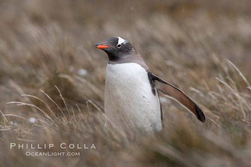 Gentoo penguin walking through tall grass. Godthul, South Georgia Island, Pygoscelis papua, natural history stock photograph, photo id 24718