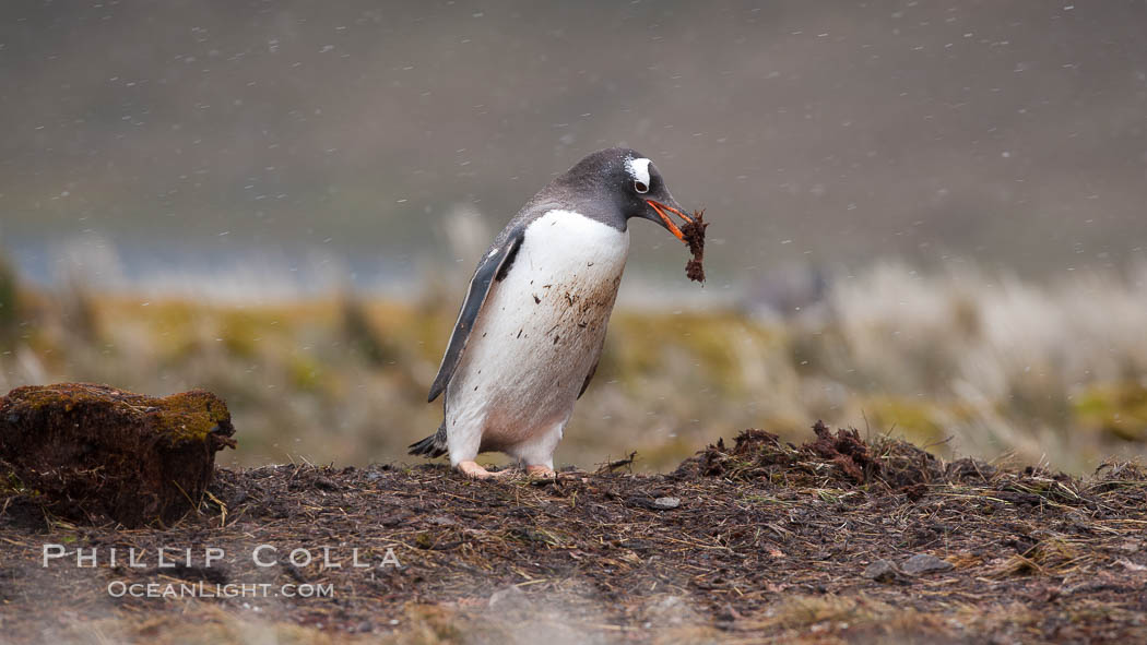 Gentoo penguin stealing nesting material, moving it from one nest to another. Godthul, South Georgia Island, Pygoscelis papua, natural history stock photograph, photo id 24746