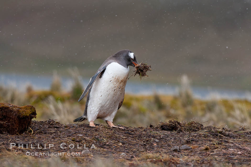 Gentoo penguin stealing nesting material, moving it from one nest to another. Godthul, South Georgia Island, Pygoscelis papua, natural history stock photograph, photo id 24750