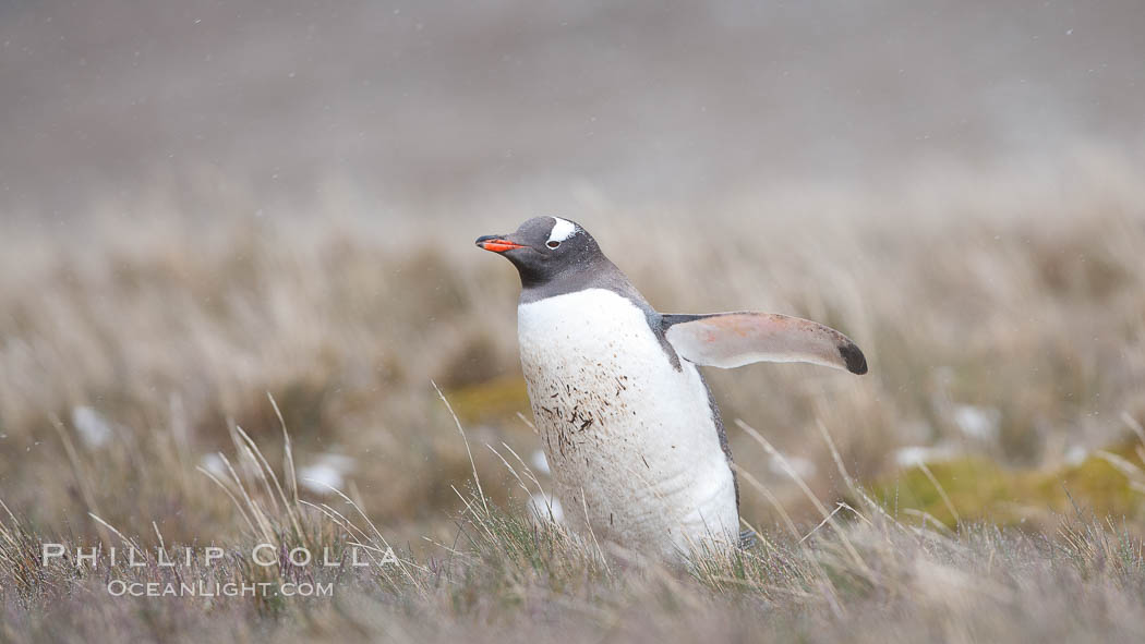 Gentoo penguin, walking through tall grass, snow falling. Godthul, South Georgia Island, Pygoscelis papua, natural history stock photograph, photo id 24754