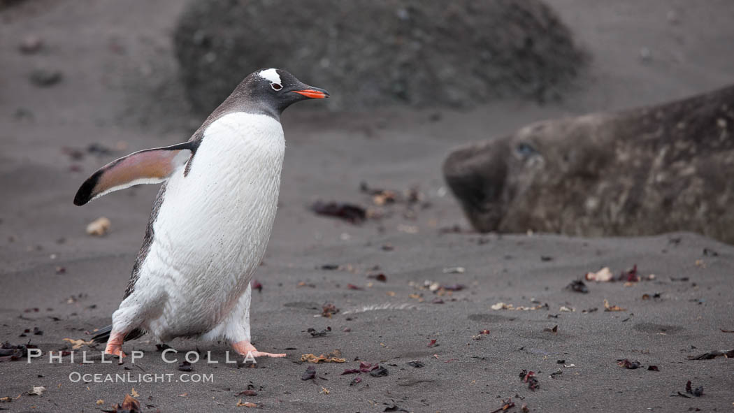 Gentoo penguin. Livingston Island, Antarctic Peninsula, Antarctica, Pygoscelis papua, natural history stock photograph, photo id 25930