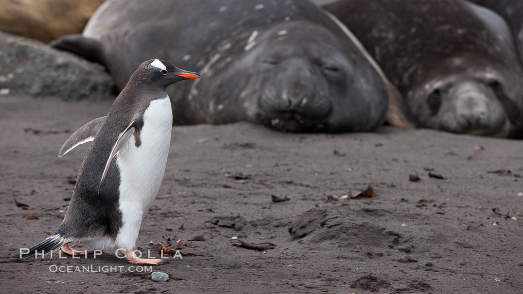 Gentoo penguin. Livingston Island, Antarctic Peninsula, Antarctica, Pygoscelis papua, natural history stock photograph, photo id 25934