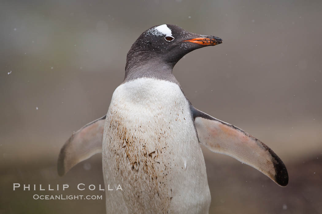 Gentoo penguin, walking through tall grass, snow falling. Godthul, South Georgia Island, Pygoscelis papua, natural history stock photograph, photo id 24704