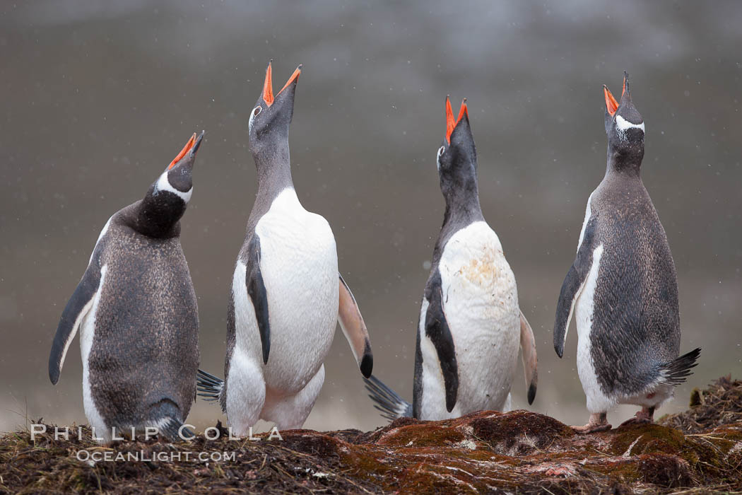 Gentoo penguins, calling, heads raised. Godthul, South Georgia Island, Pygoscelis papua, natural history stock photograph, photo id 24720