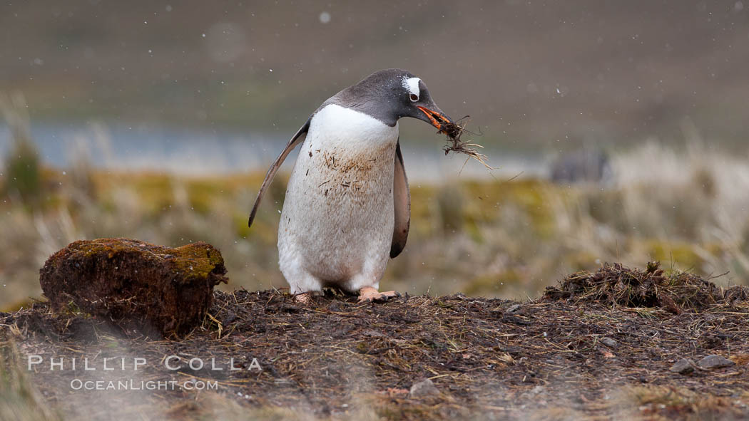 Gentoo penguin stealing nesting material, moving it from one nest to another. Godthul, South Georgia Island, Pygoscelis papua, natural history stock photograph, photo id 24748