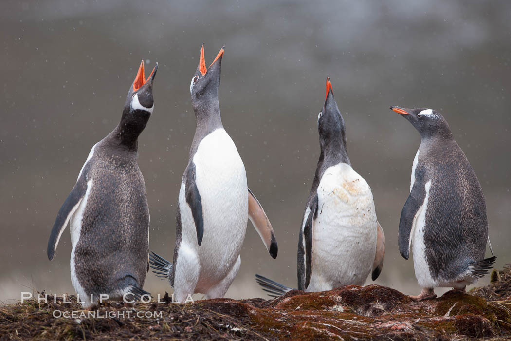 Gentoo penguins, calling, heads raised. Godthul, South Georgia Island, Pygoscelis papua, natural history stock photograph, photo id 24752