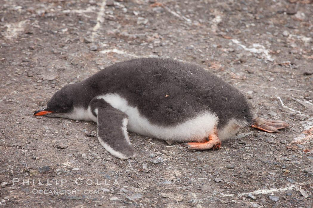 Gentoo penguin, chick, appears dead but is really just sleeping. Livingston Island, Antarctic Peninsula, Antarctica, Pygoscelis papua, natural history stock photograph, photo id 25936